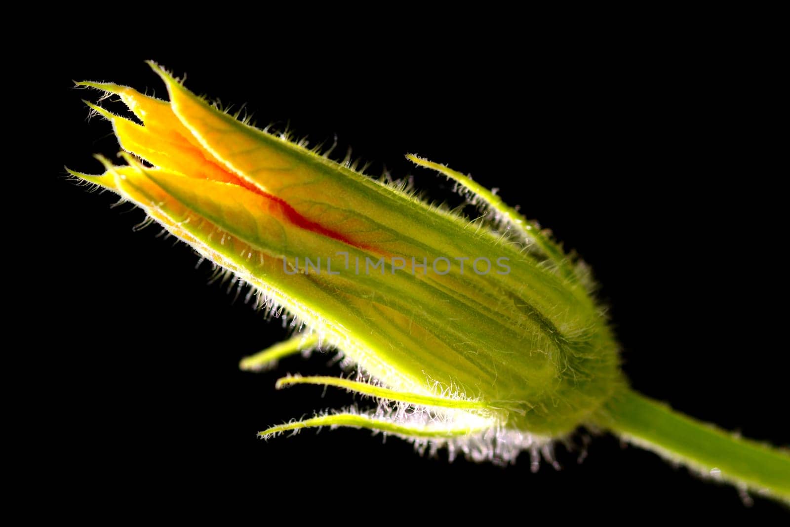 Ornamental Pumpkin Blossom