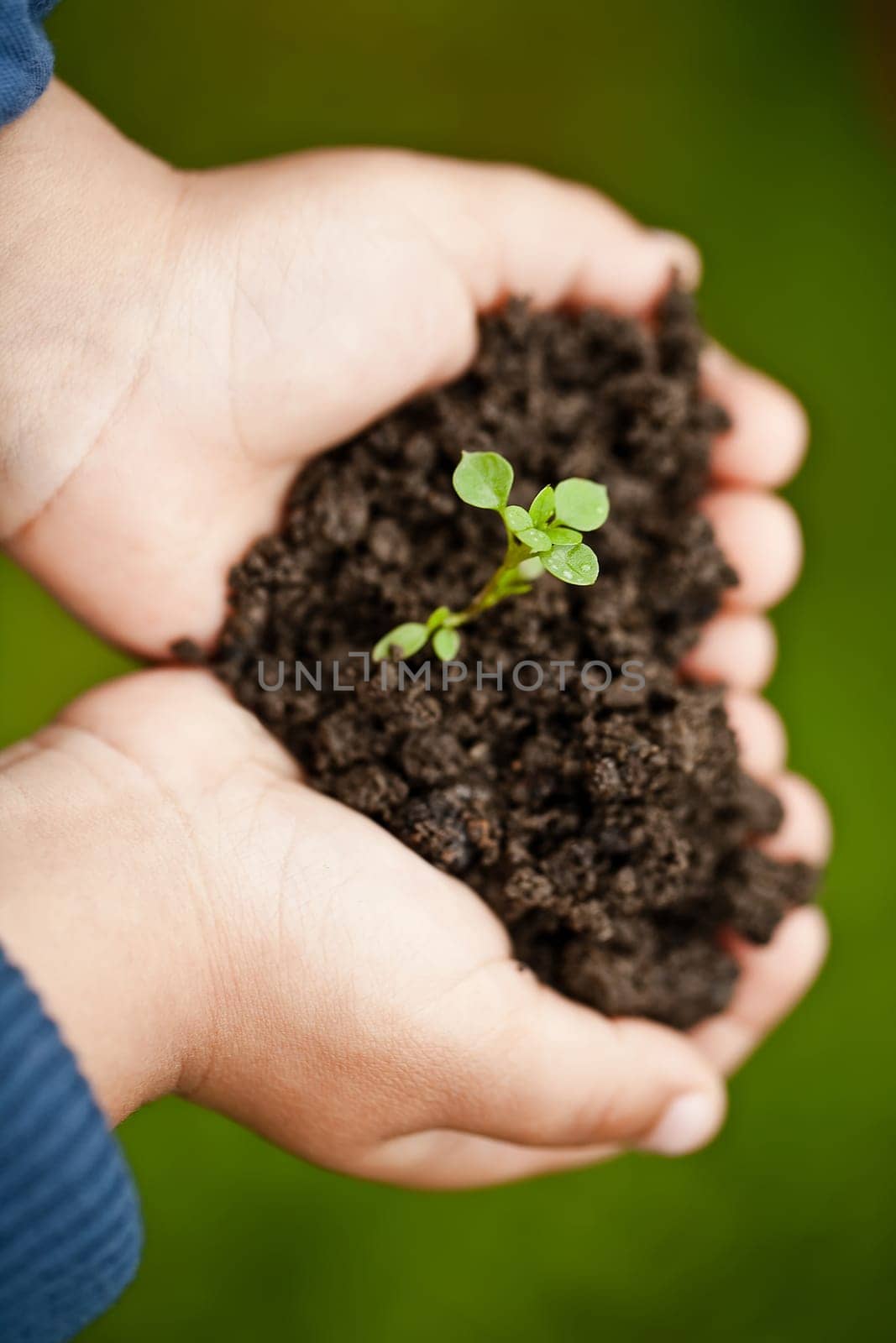 Hand holding a fresh young plant