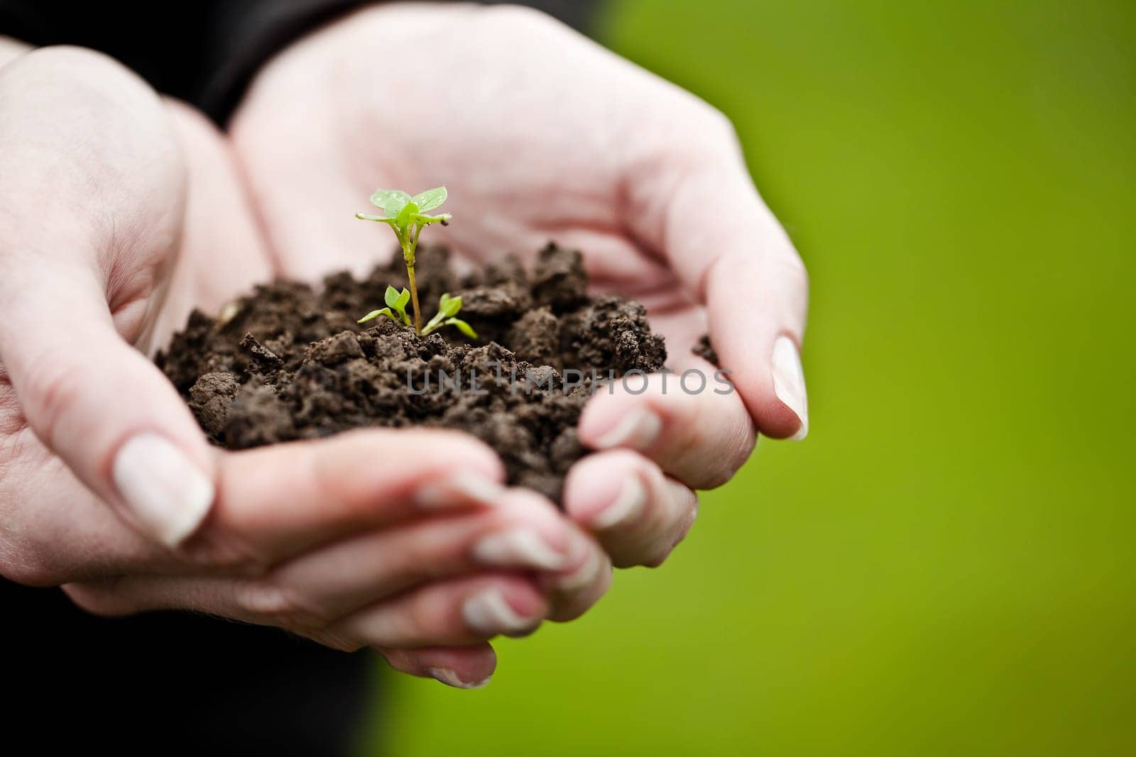 Hand holding a fresh young plant
