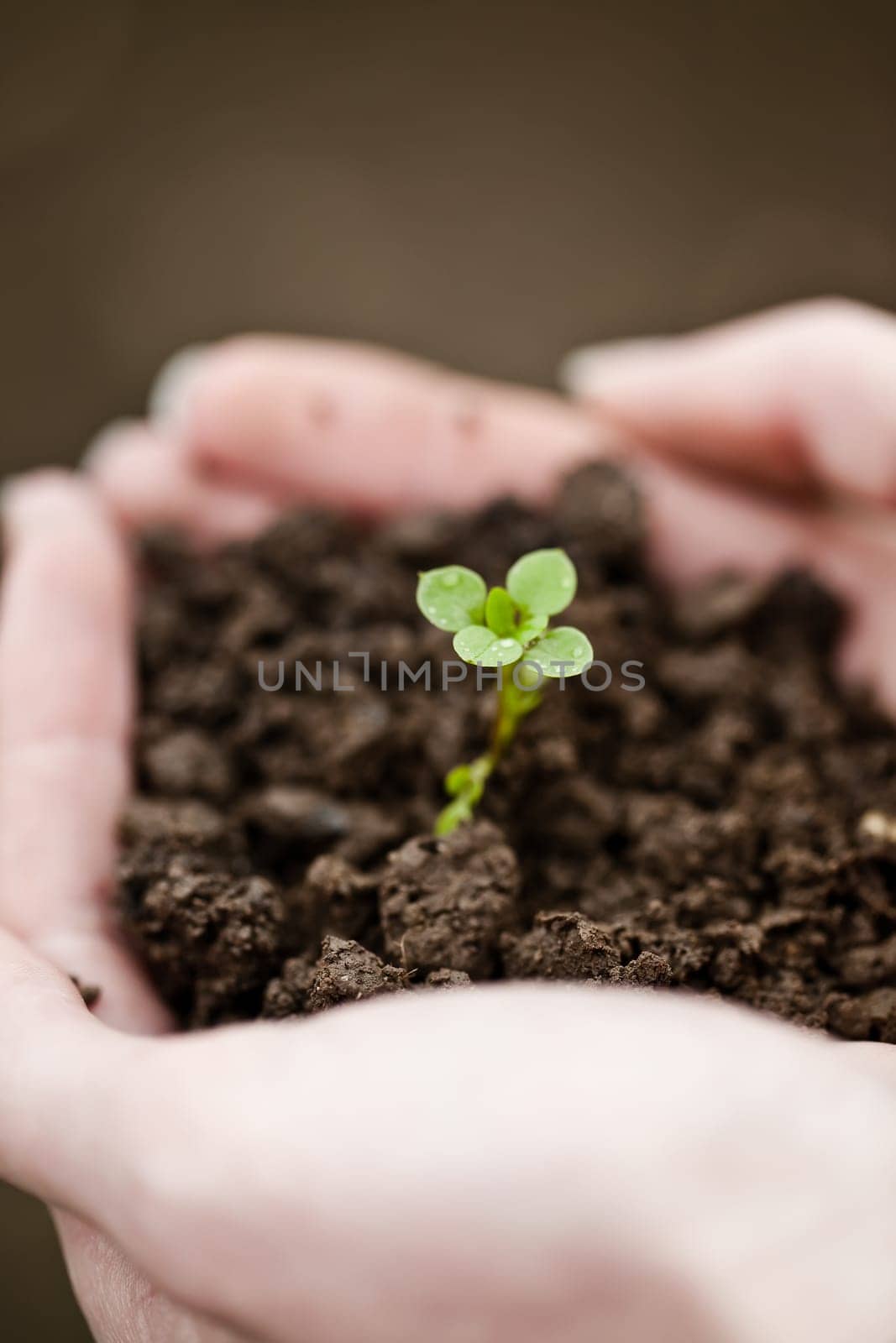Hand holding a fresh young plant