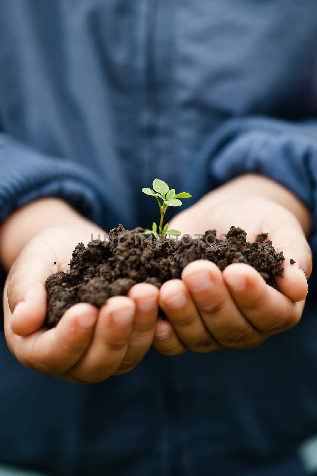 Hand holding a fresh young plant