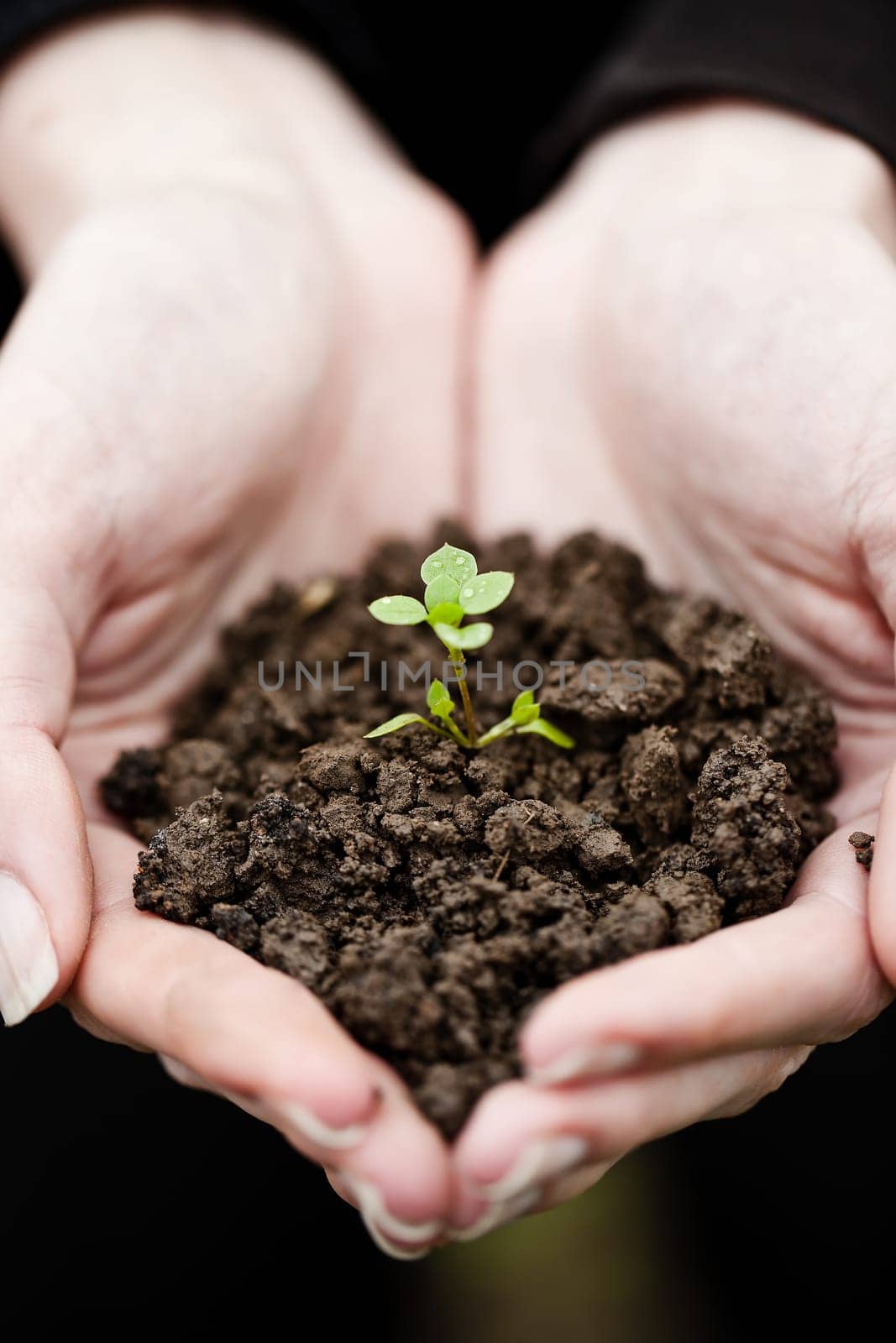 Hand holding a fresh young plant