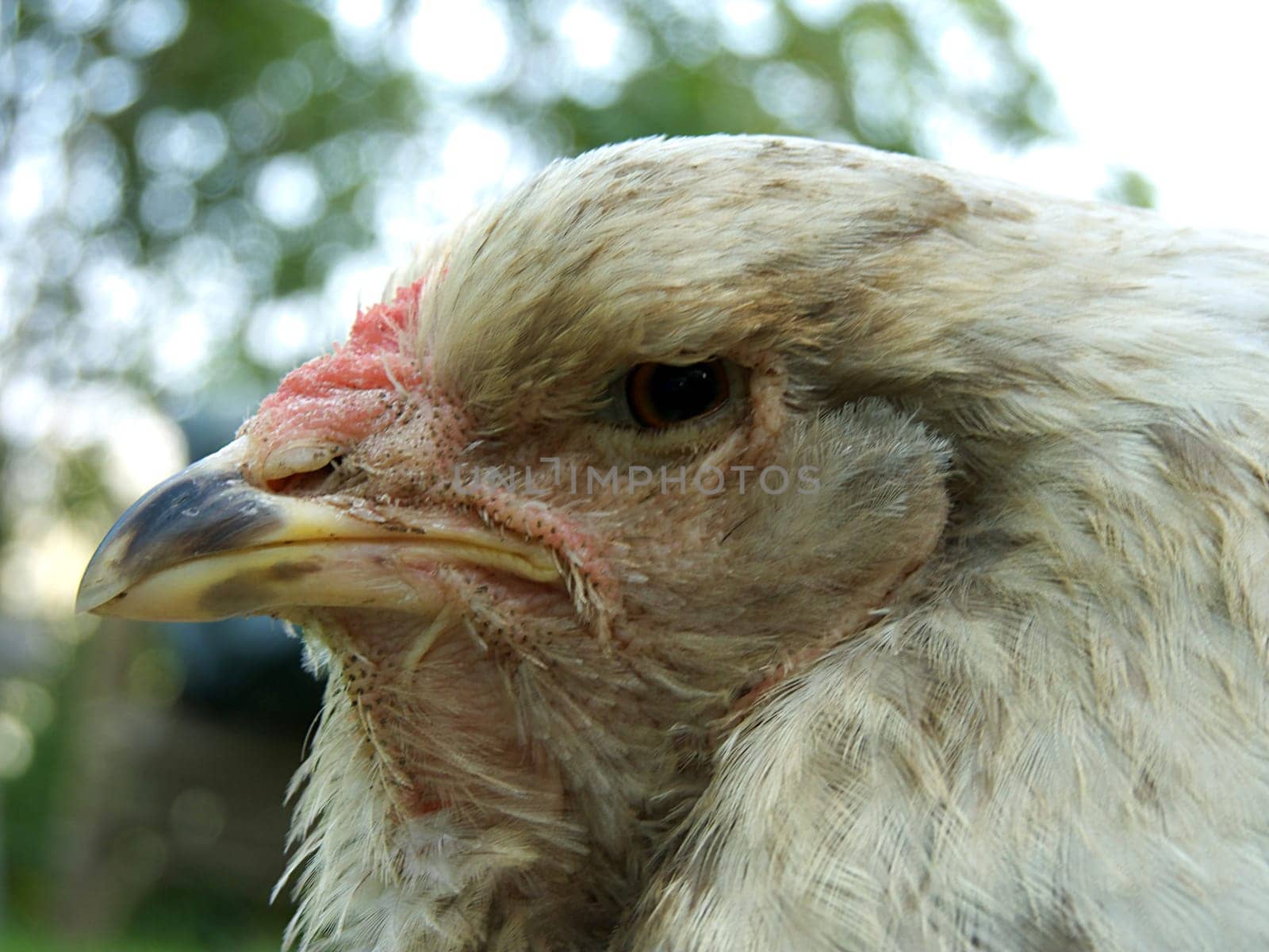 Emma a giant Brahma hen,already old but chick hatched again