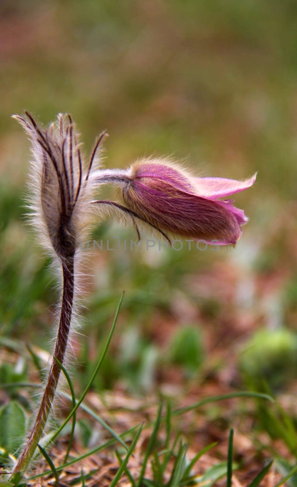 Spring anemone or fur anemone