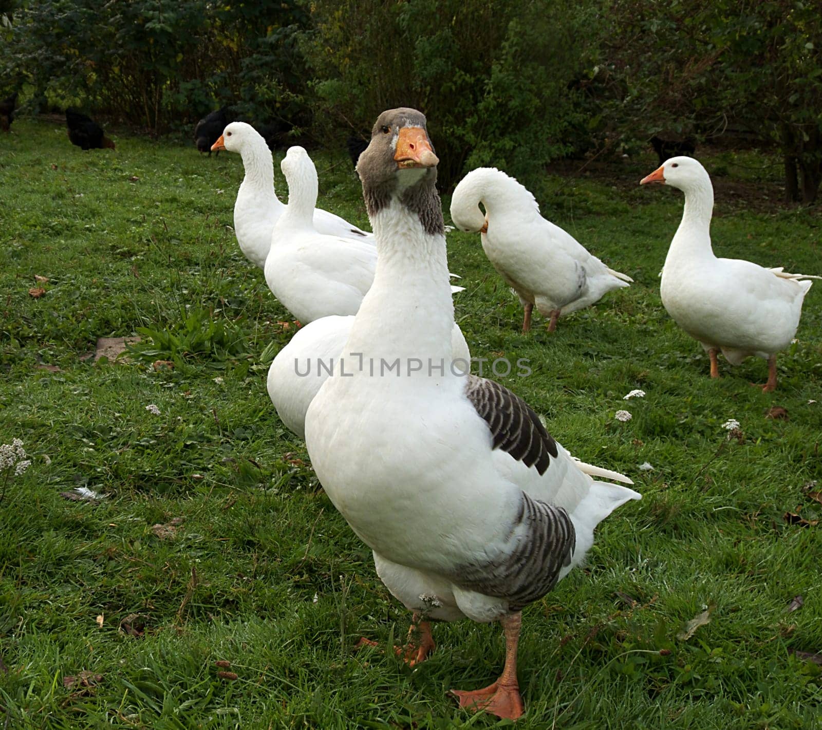 Organic Geese