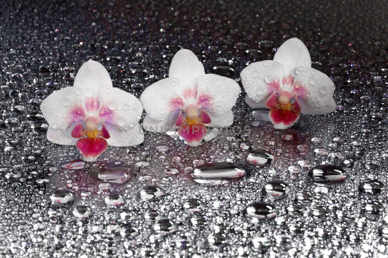 Orchids