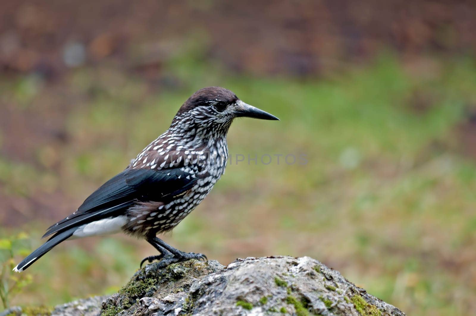 Spotted nutcracker