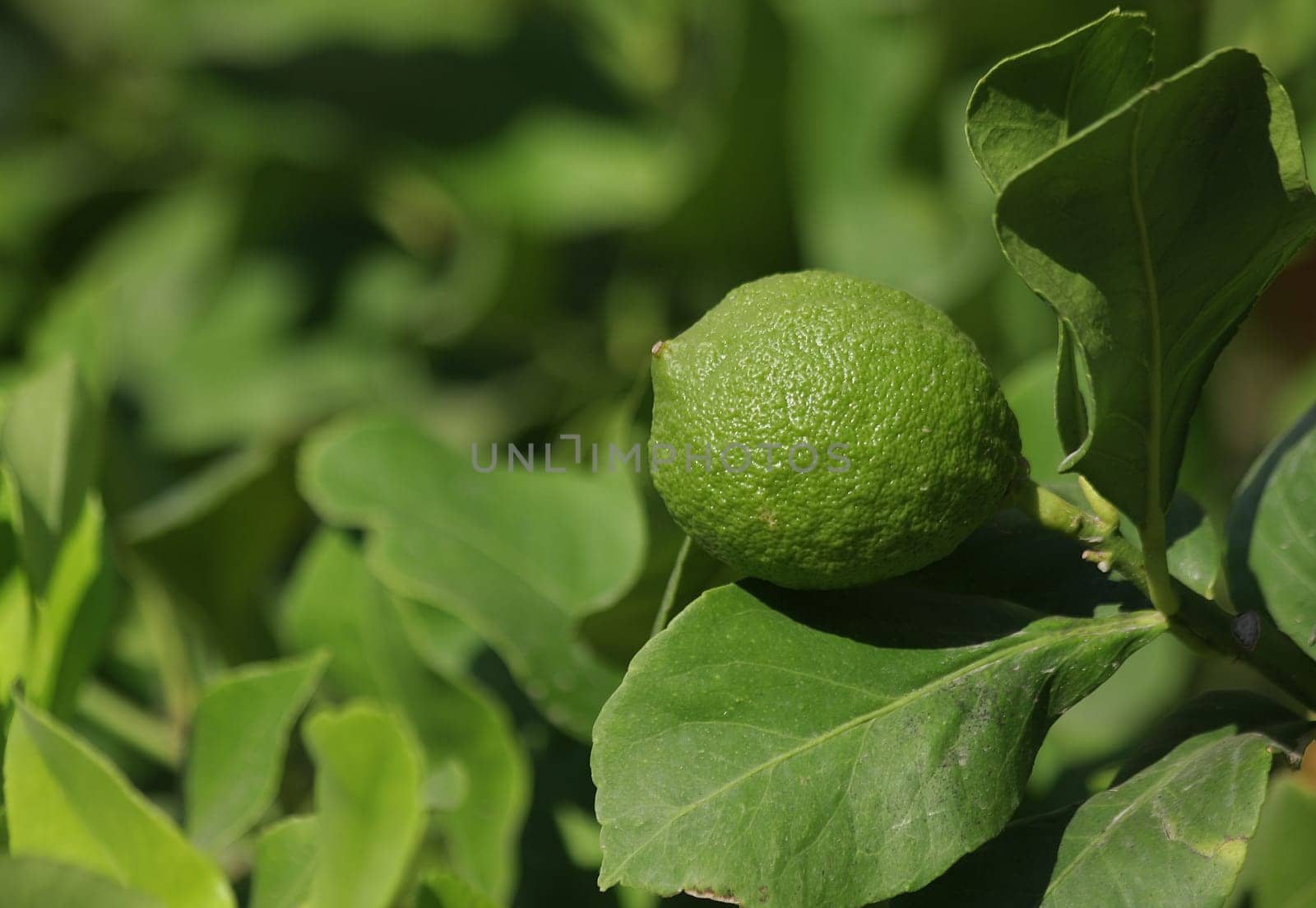Lime