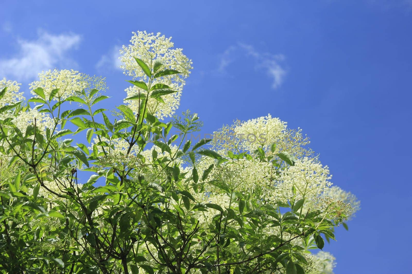 flowering elderberry bush