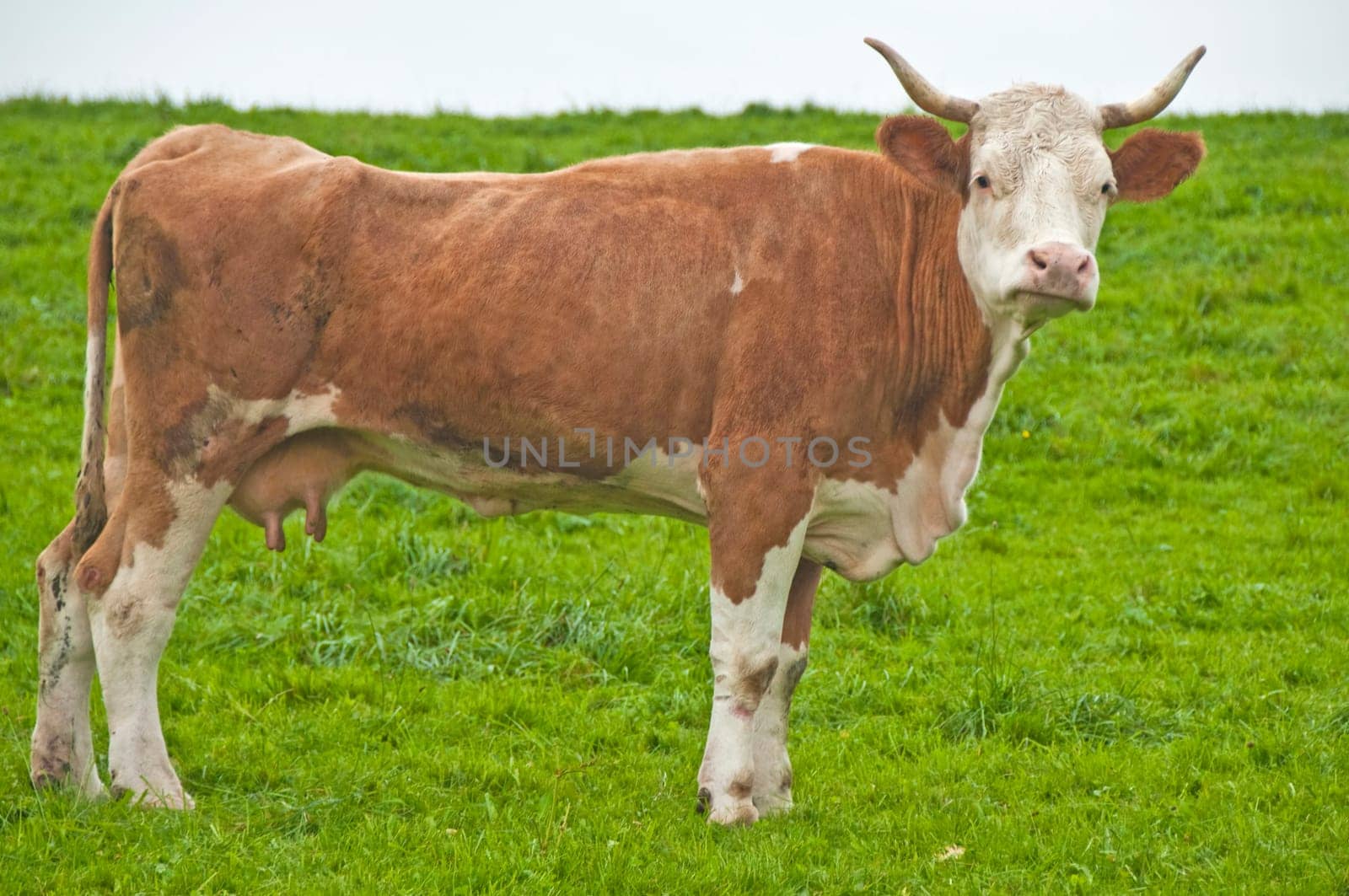 Cow