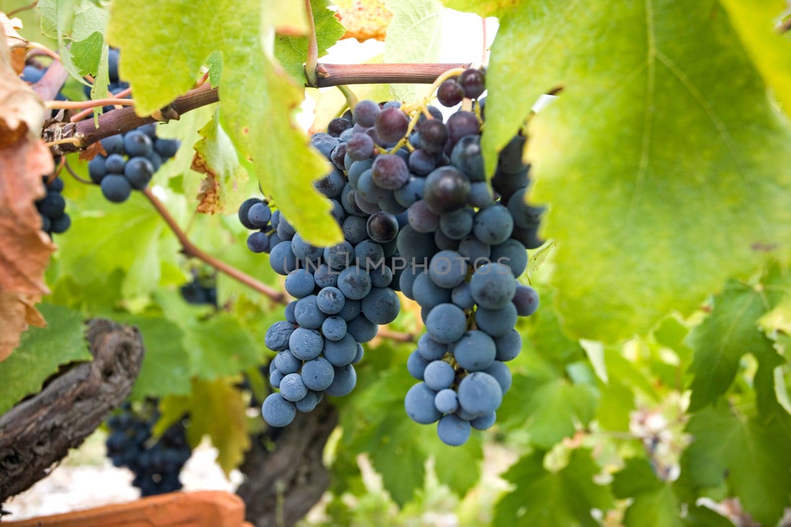 Grape