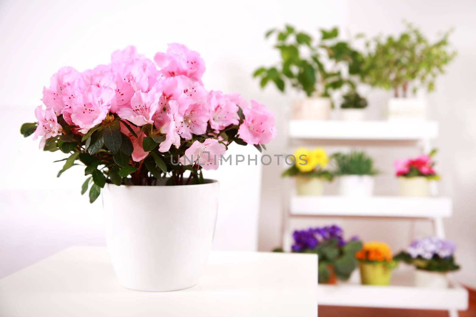 Flowers in interior
