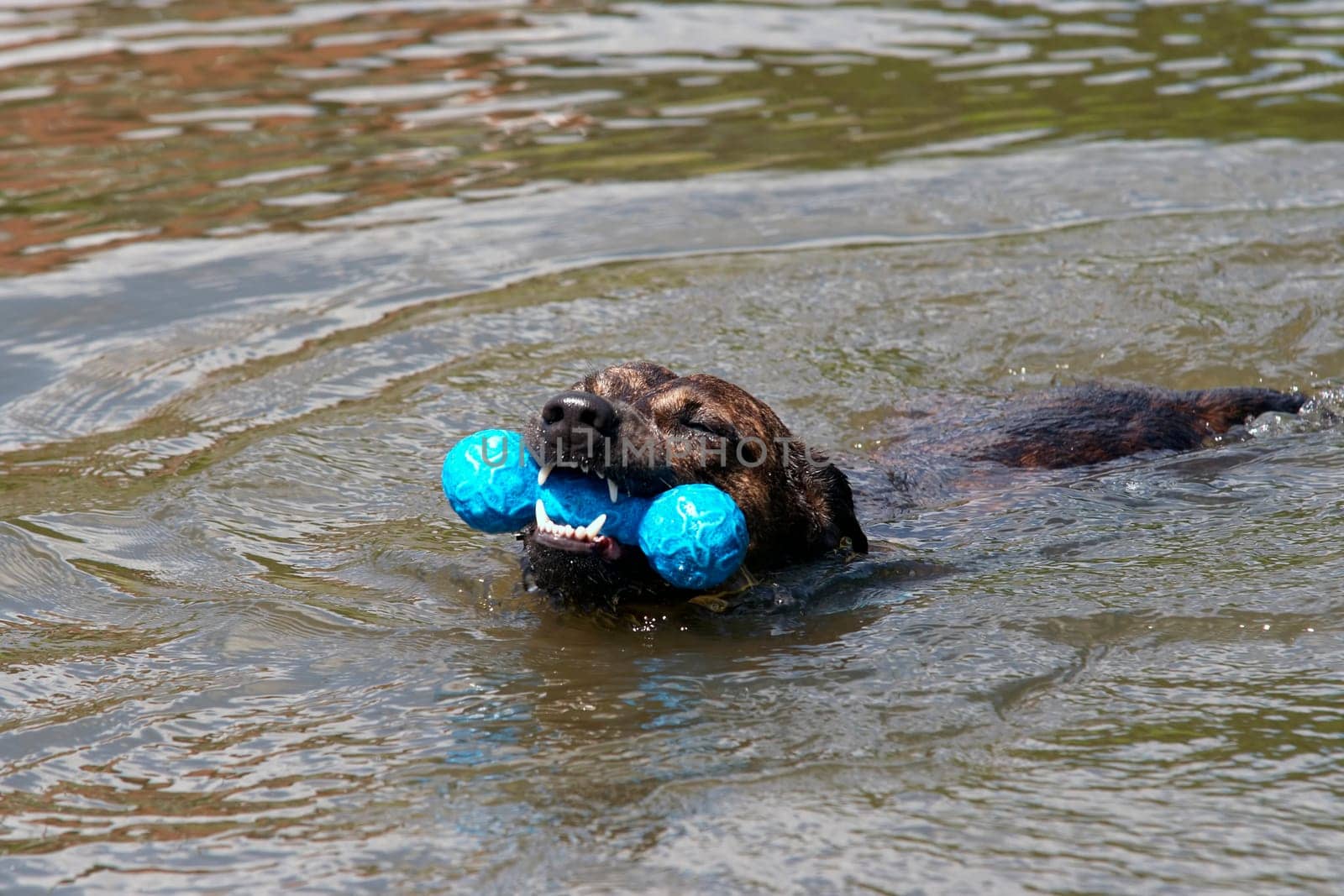 swimming dog