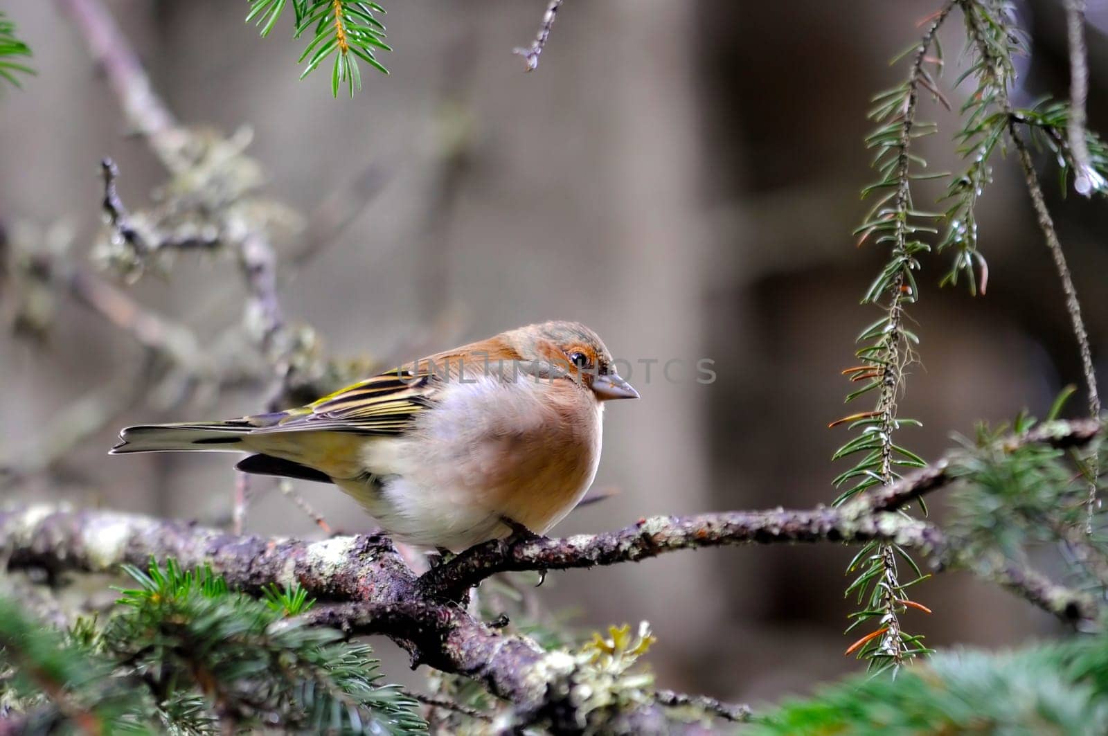 Chaffinch