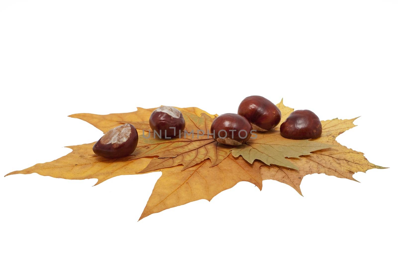 Chestnut on foliage