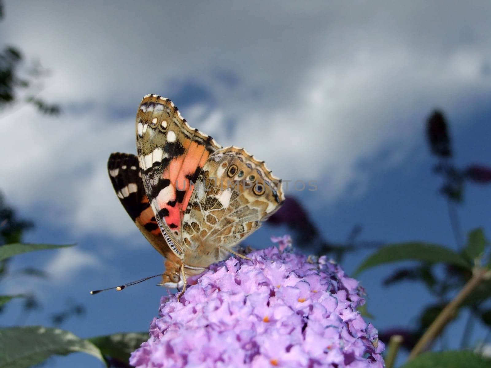 Lilac with butterfly