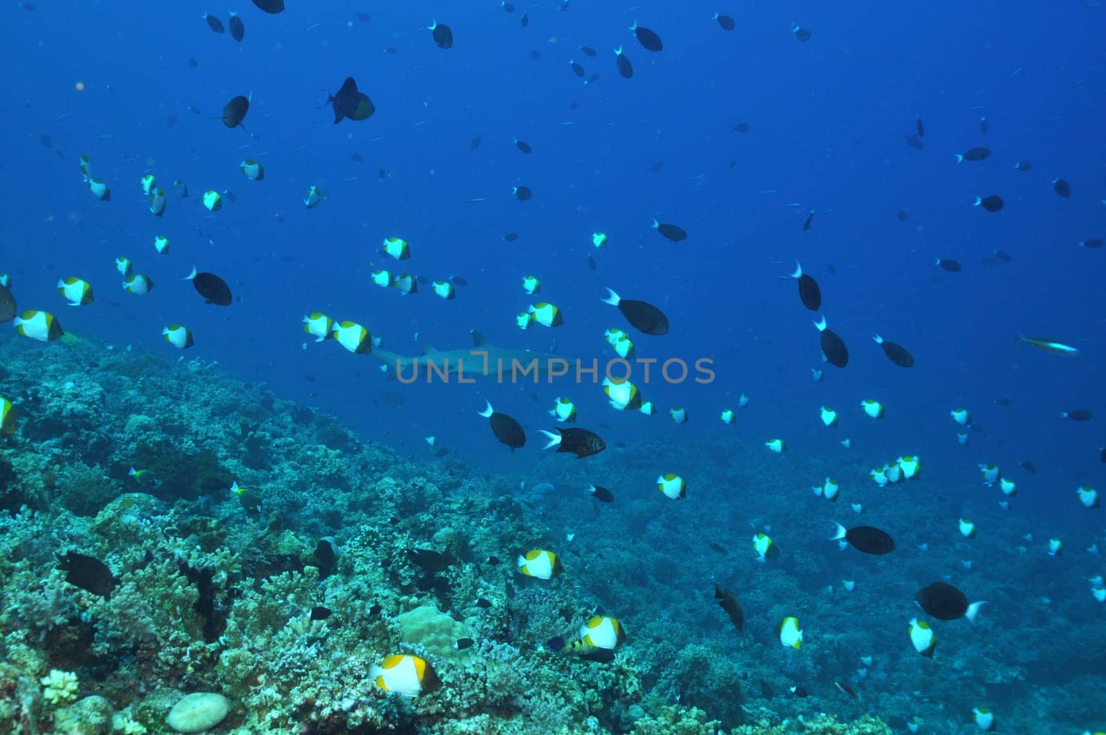 At Apo Reef in Palawan / Philippines