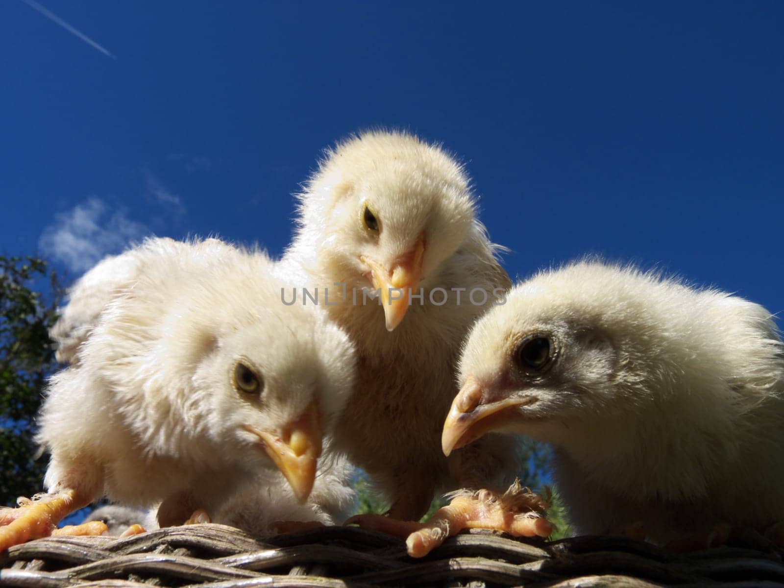 Three cute chicks