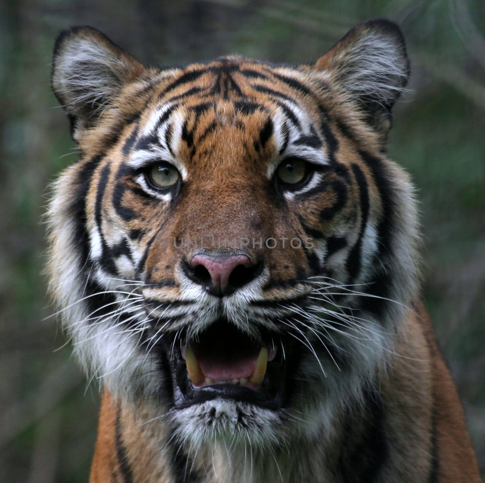 Sumatra Tiger