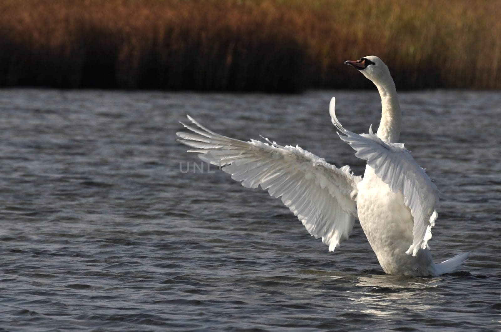 Mute swan