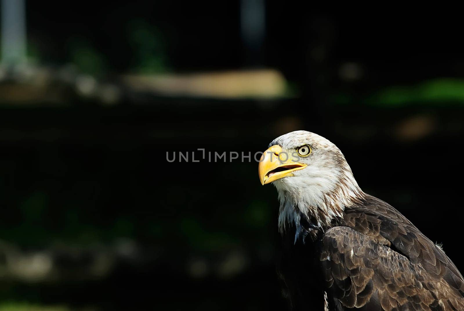 white-tailed eagle