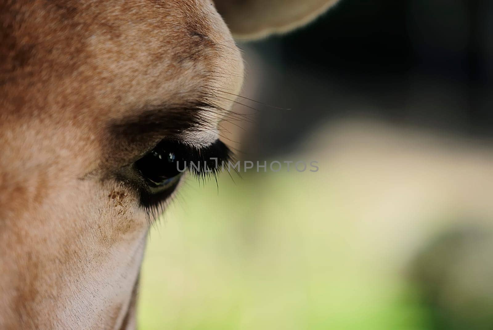 eye of giraffe
