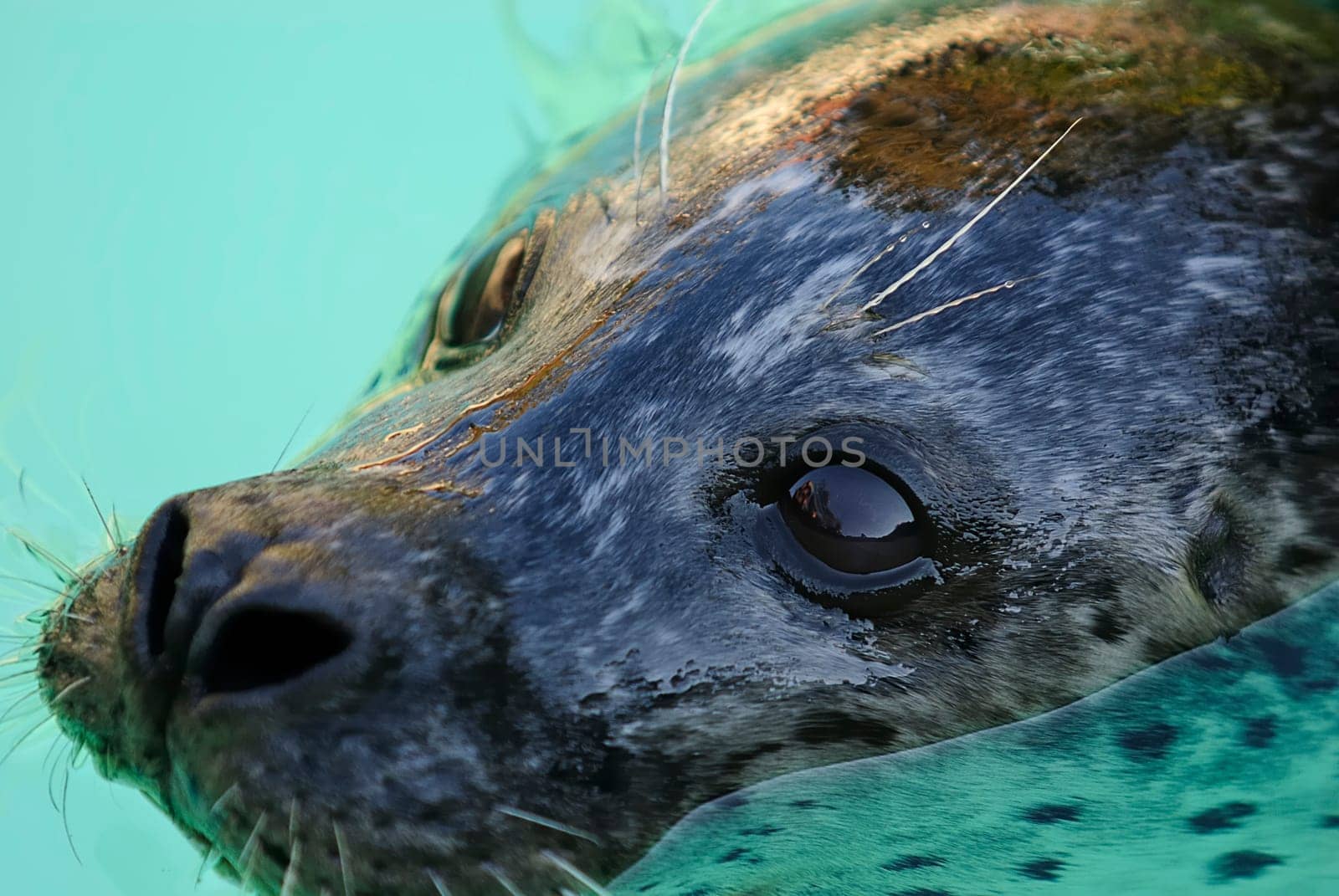 snout