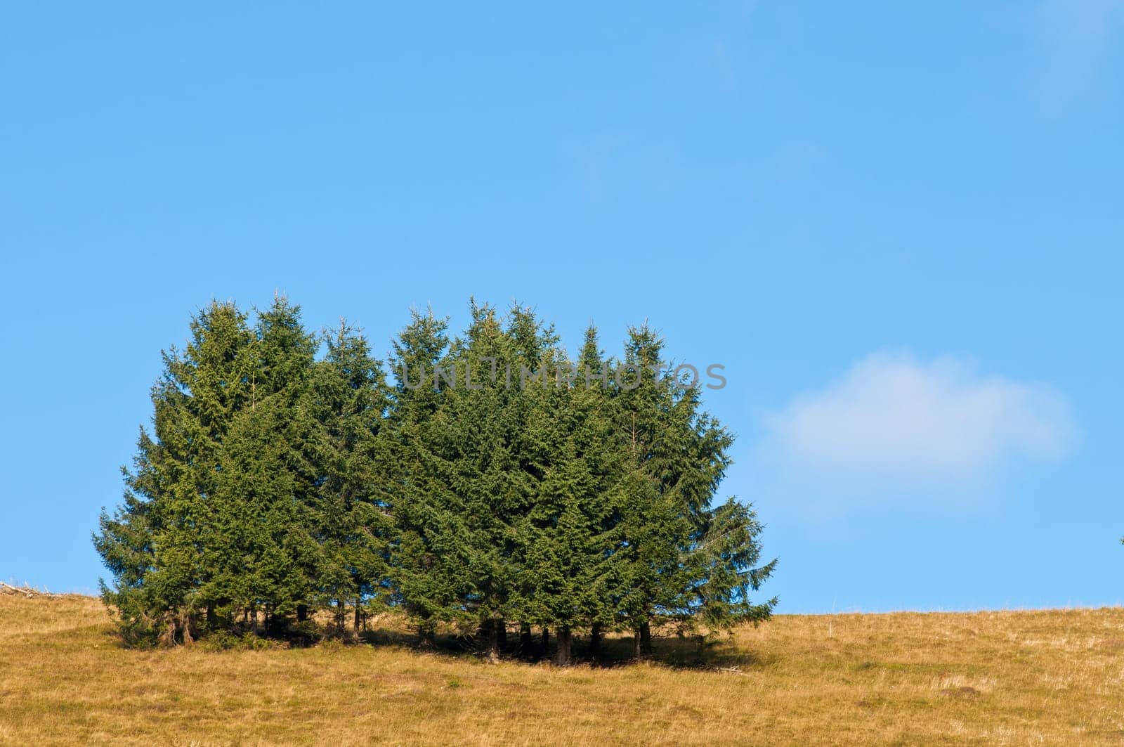 Trees in a meadow