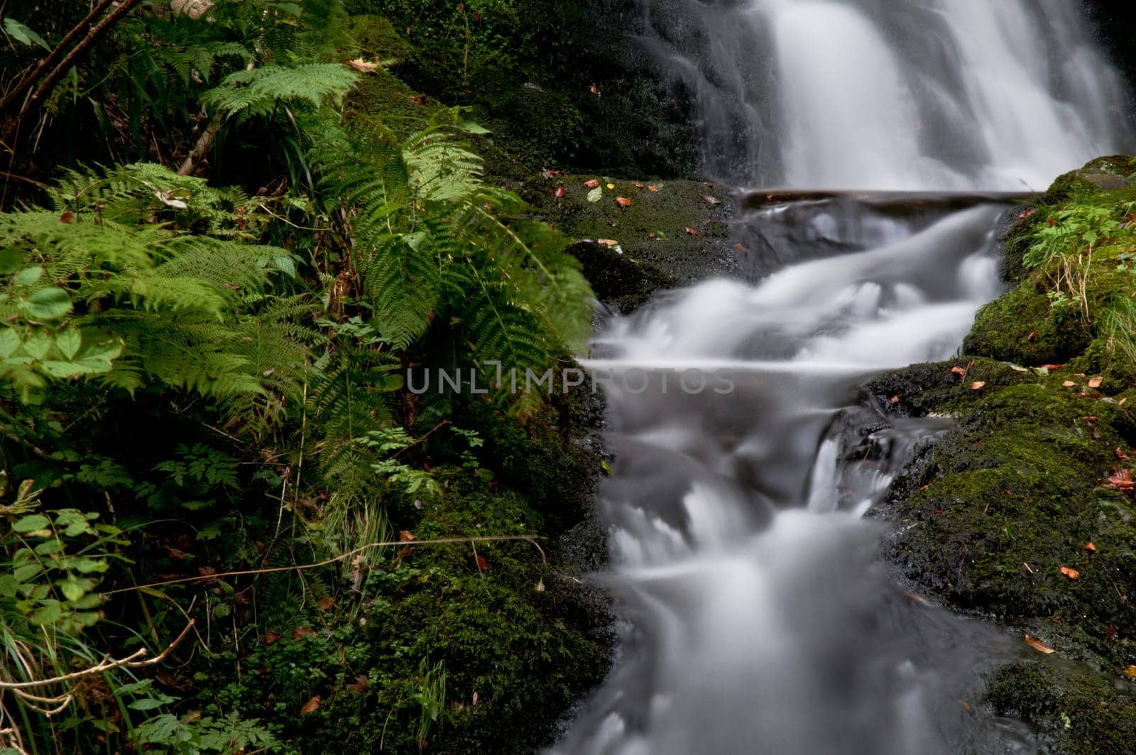 Waterfall with fern and moss