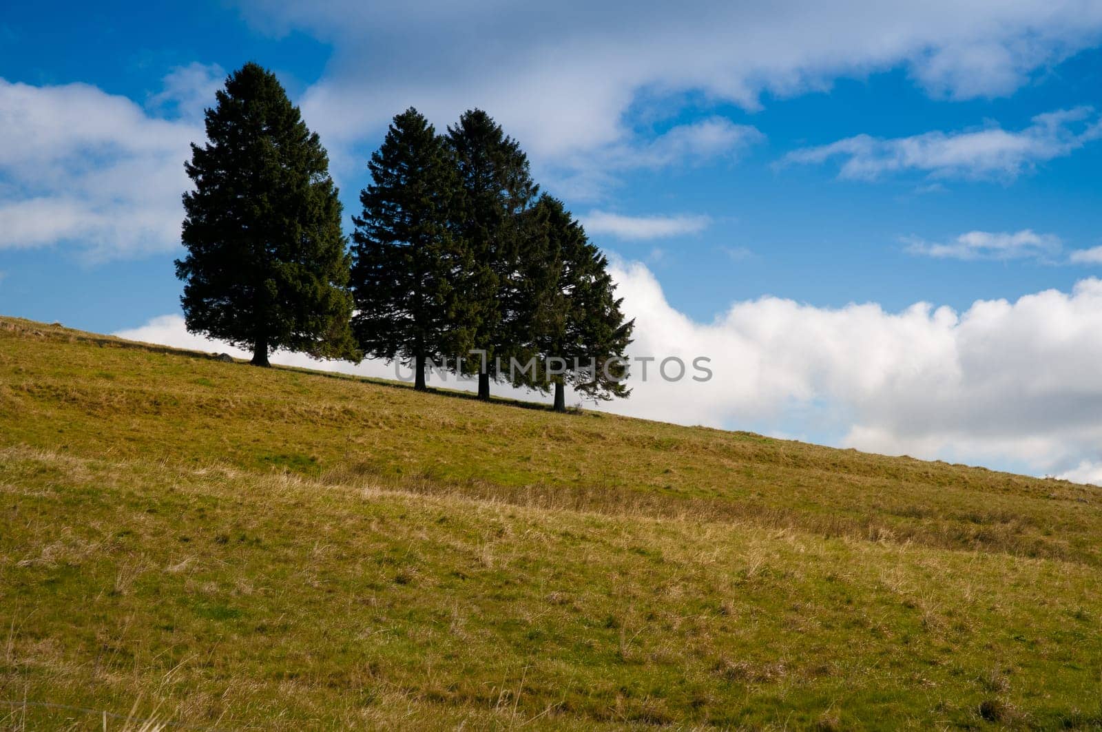 Group of trees with clouds and meadow