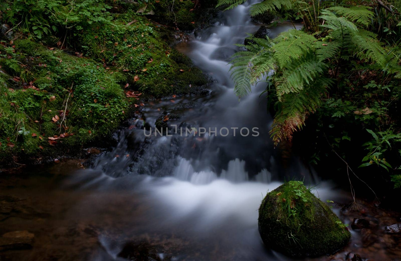 Fern at the waterfall