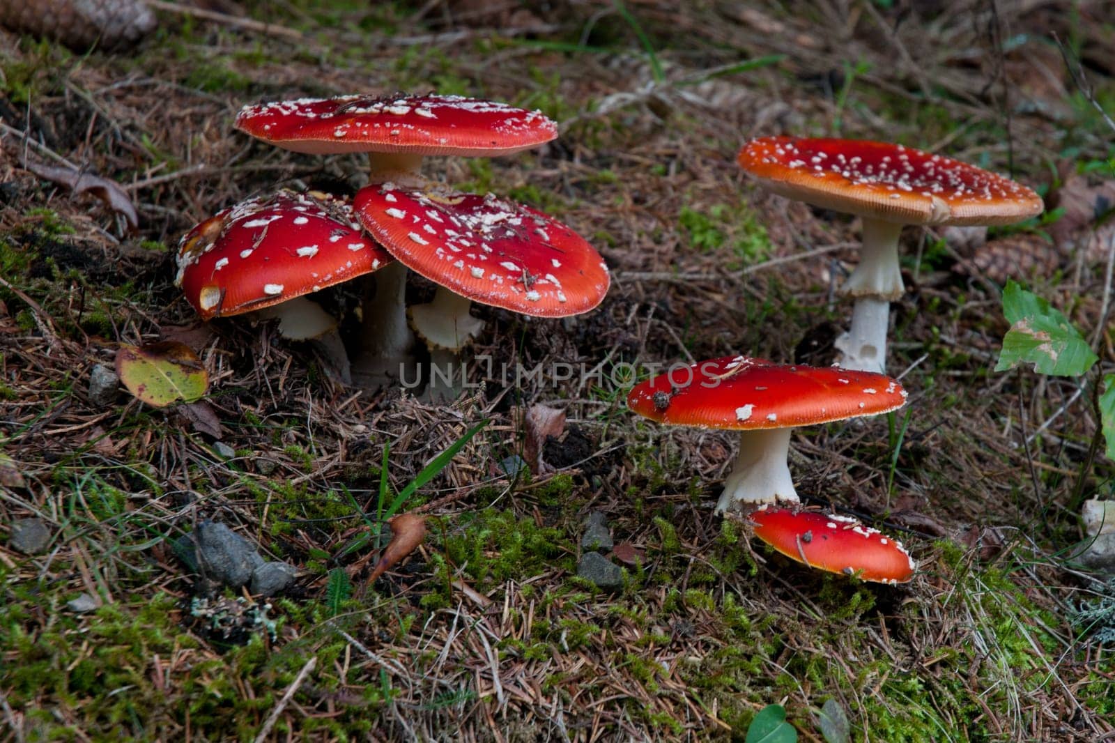 Red Toadstools - Poison Mushroom