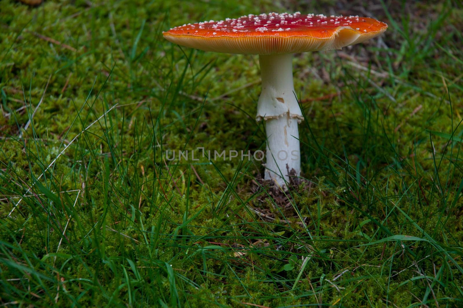 Red toadstool and moss