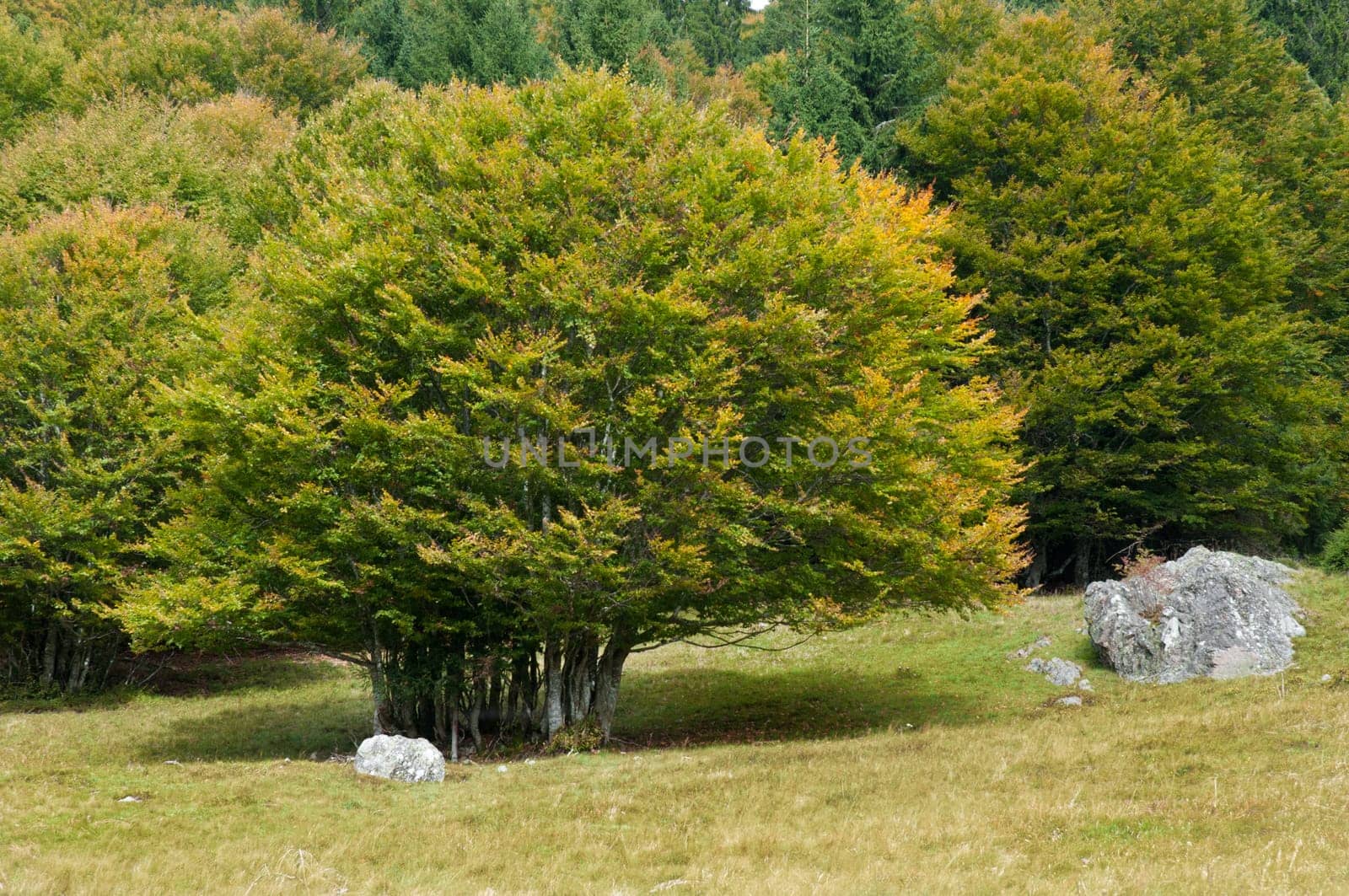 Beech trees - European beeches in the Black Forest
