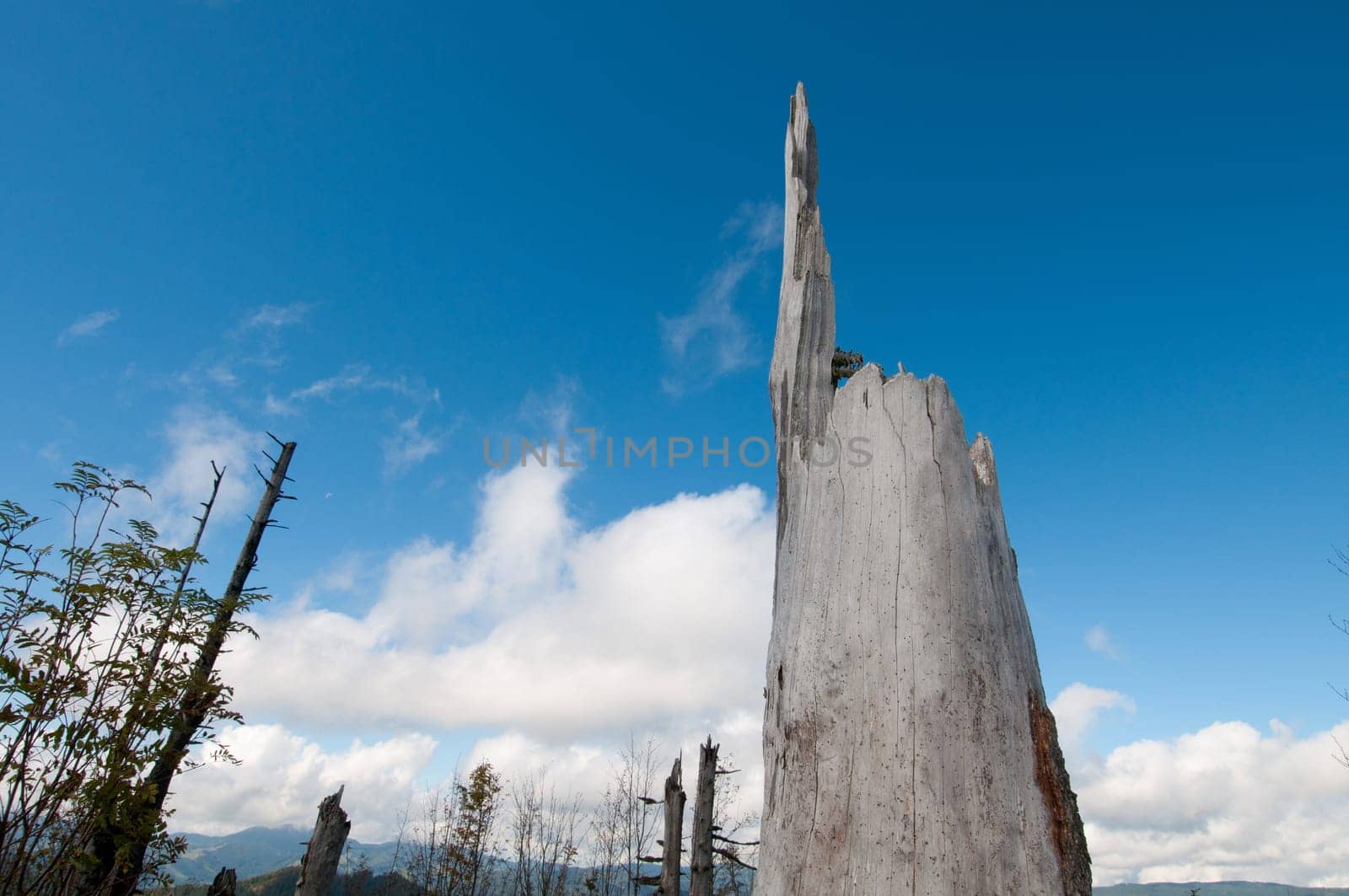 Dead tree trunk in the Black Forest