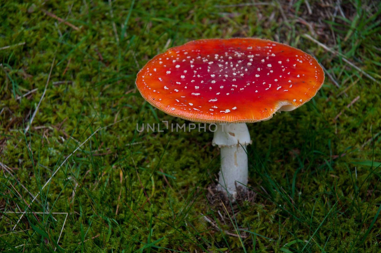 Fly agaric