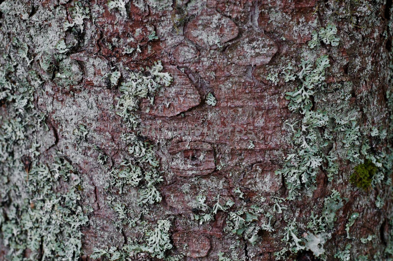 Bark with lichens as background