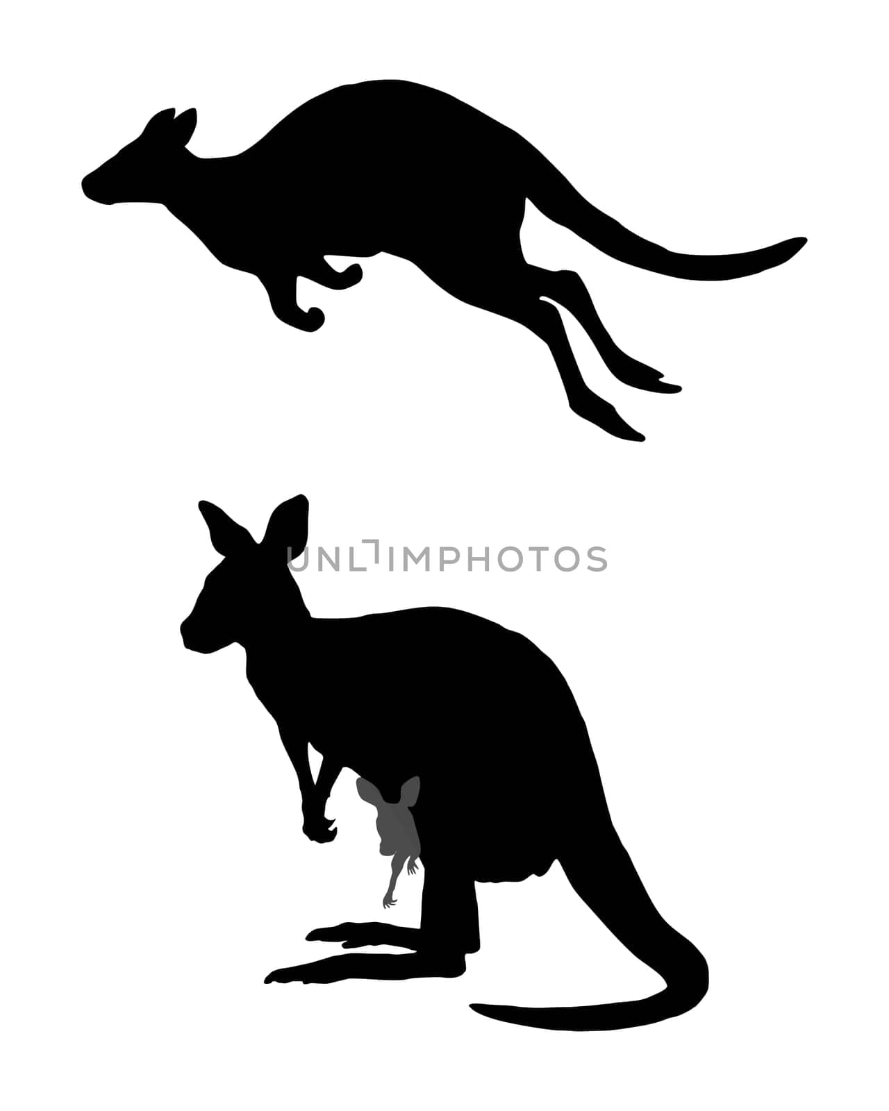 Kangaroos