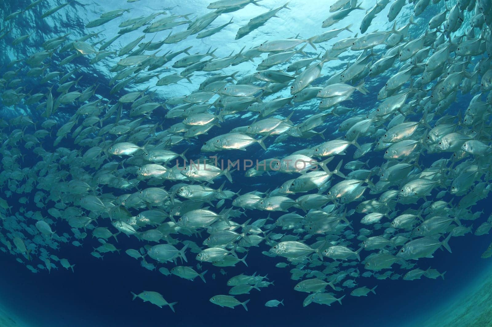 School of mackerel photographed with fisheye