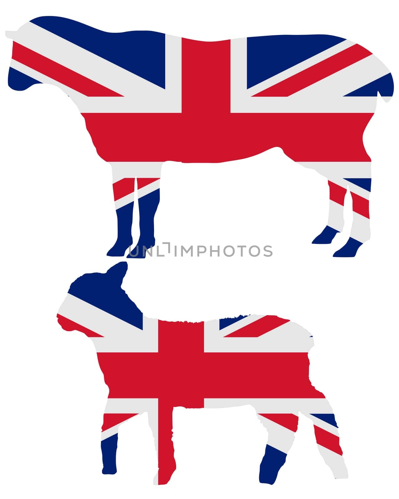 British Sheep