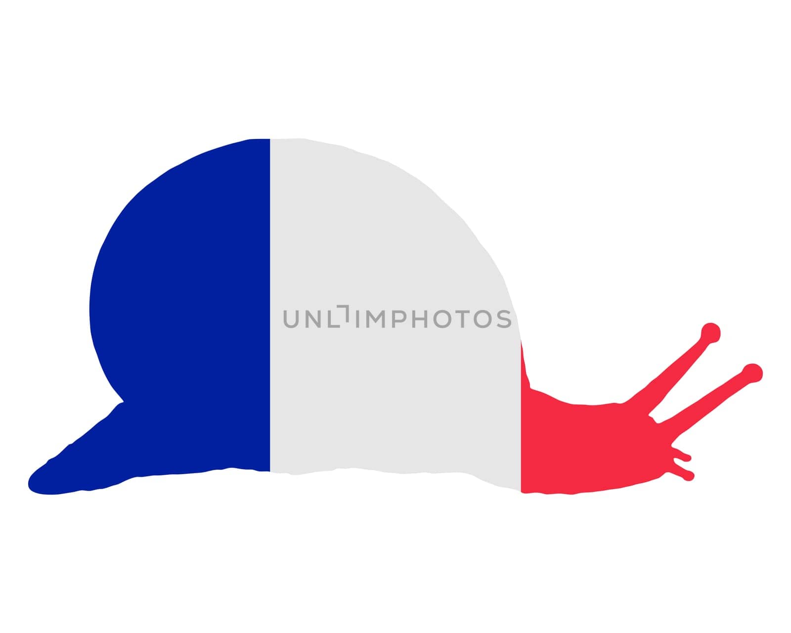 French Vineyard Snail