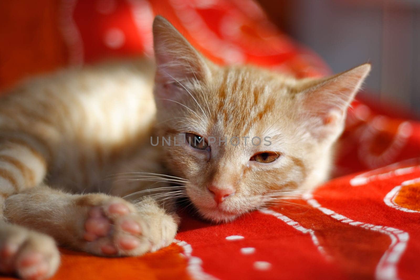 Kitten