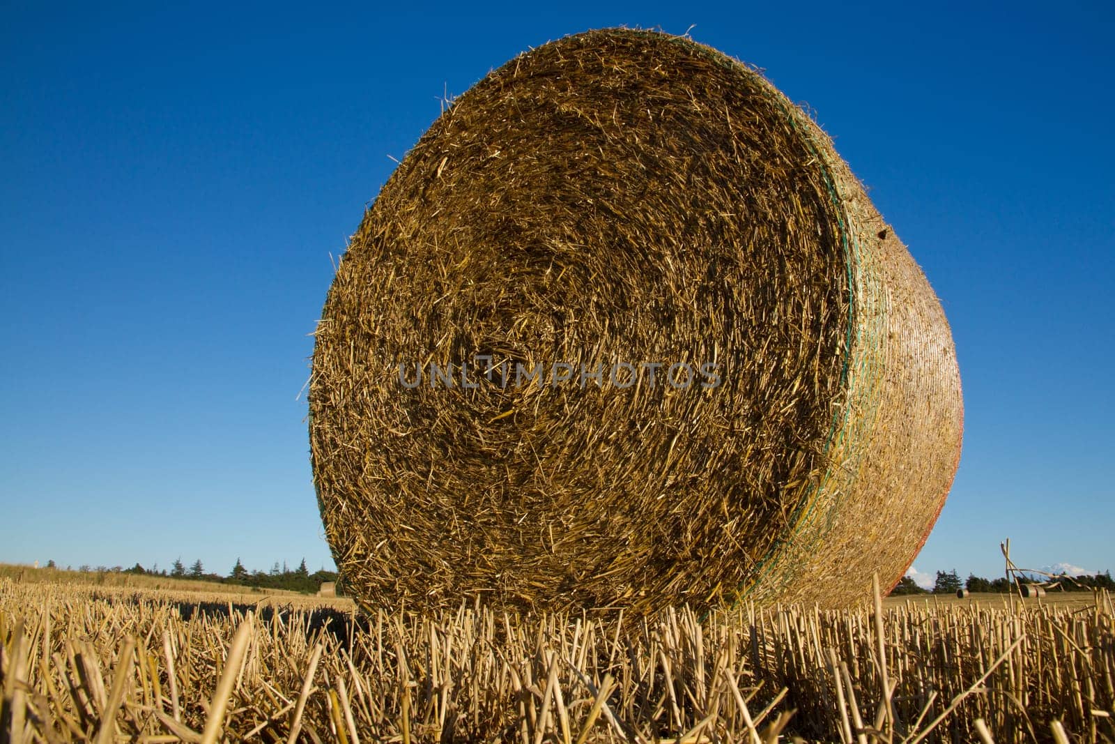Grain field