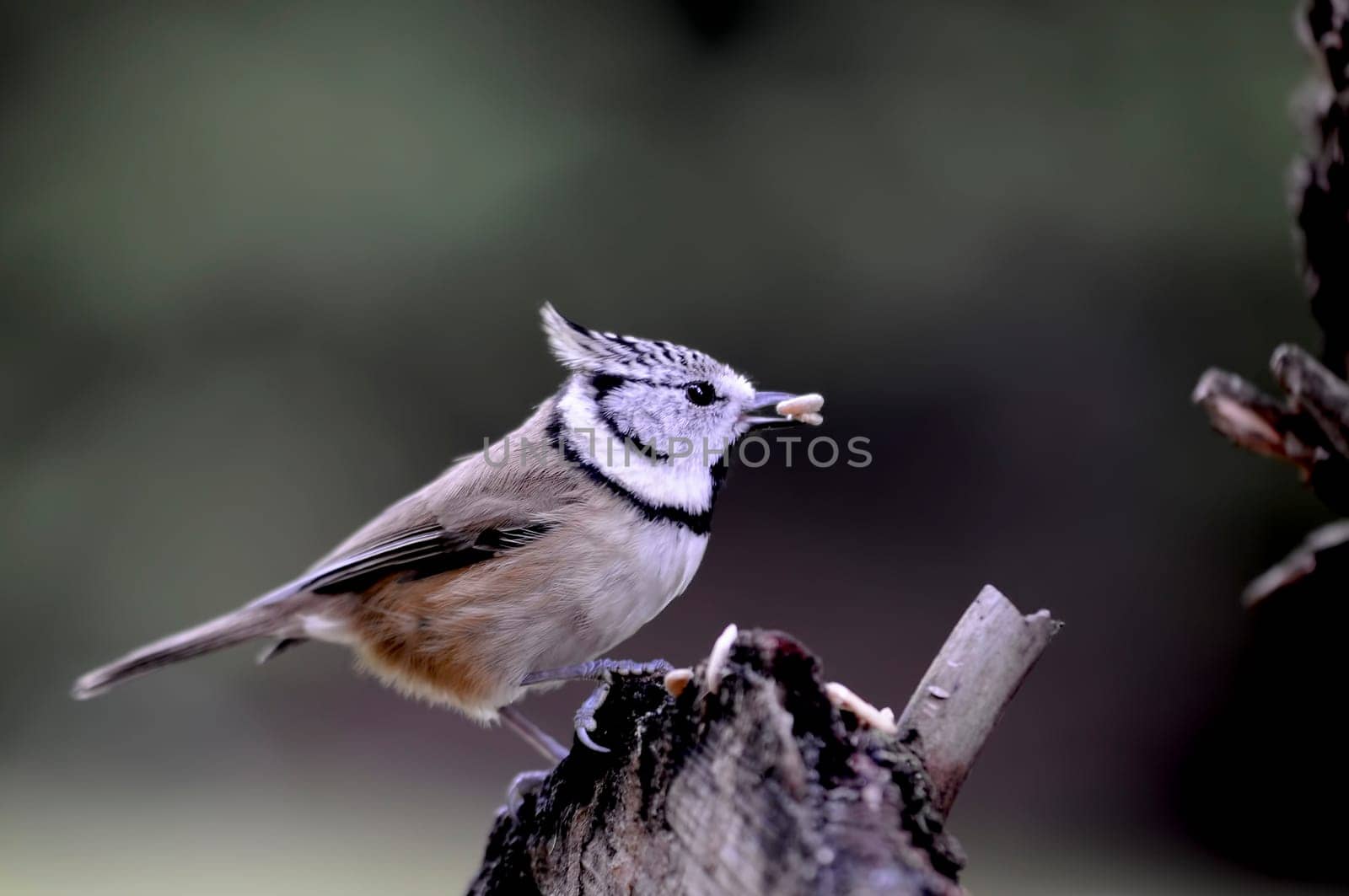 Crested