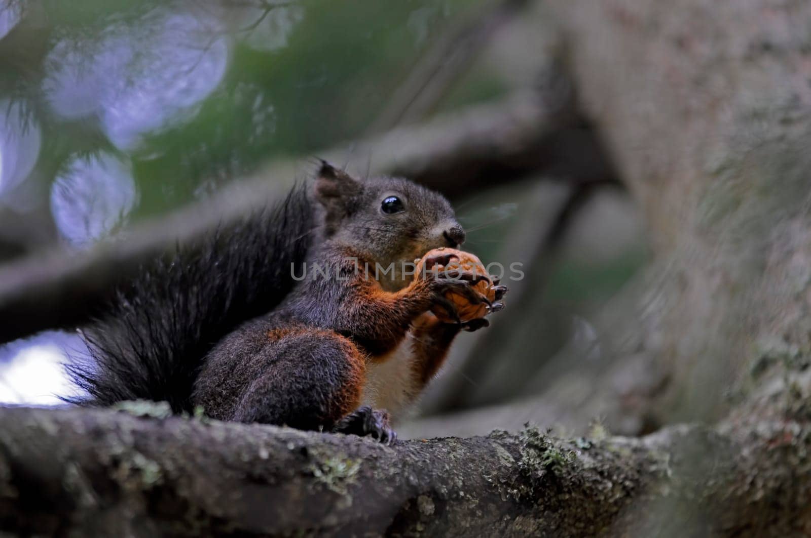 Squirrel IV