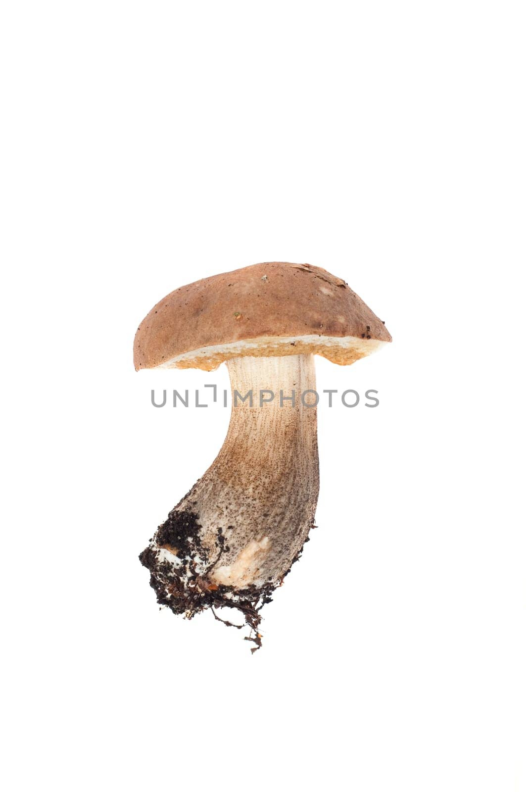Boletus in studio