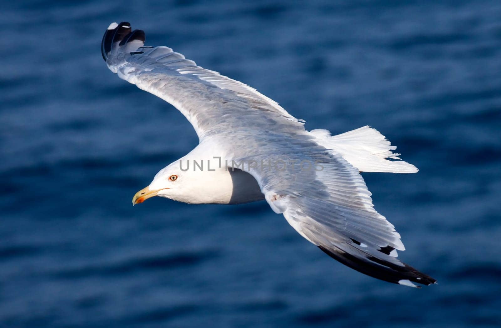 Beautiful white seagull