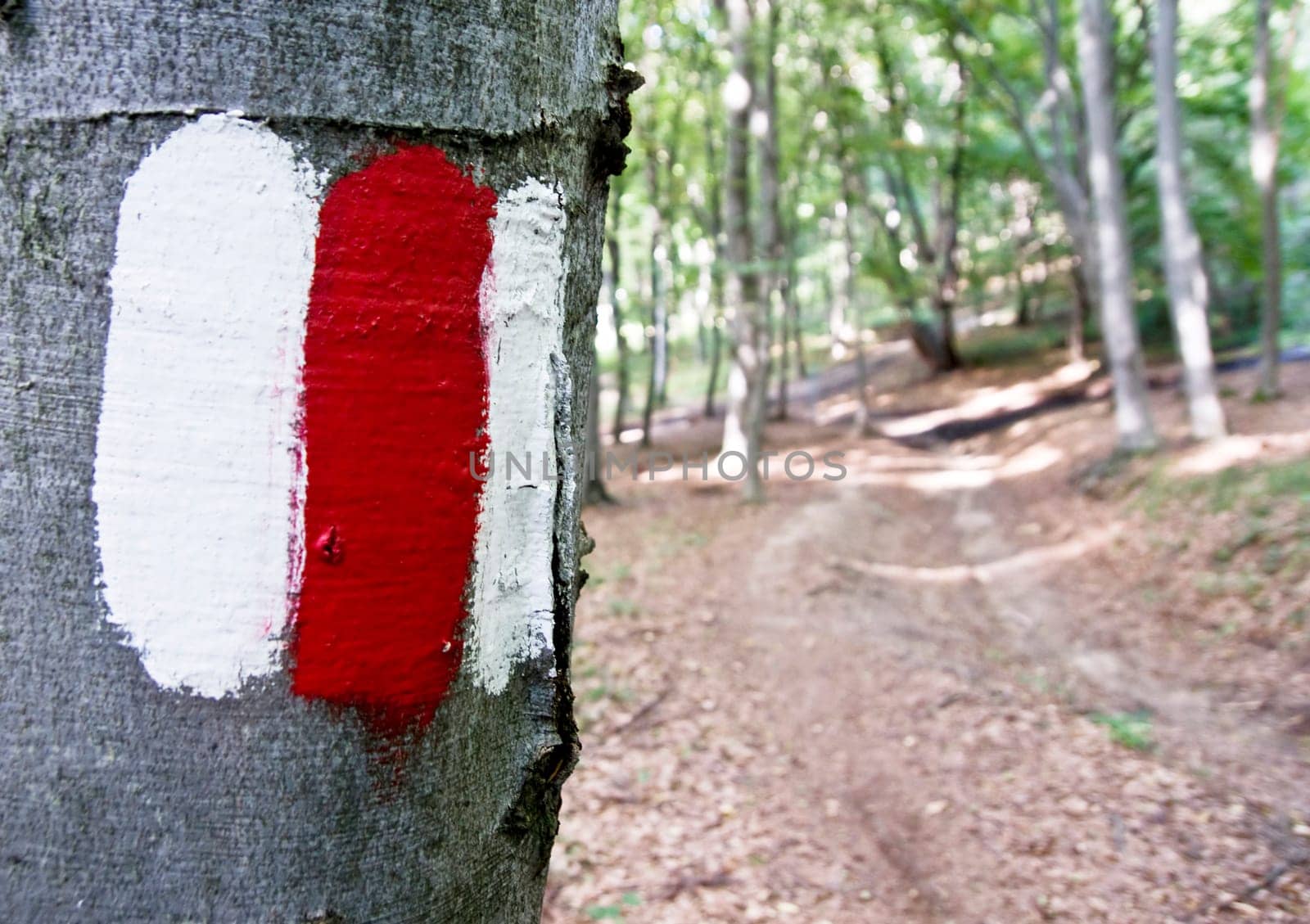 Tourist signs in forest