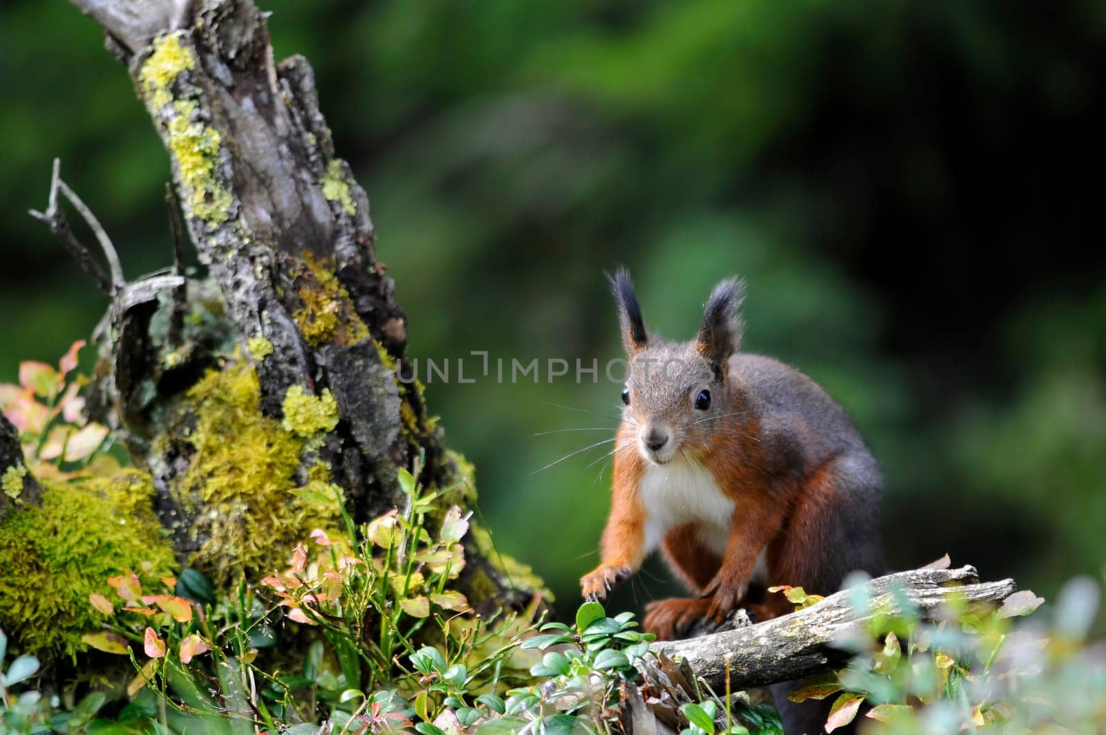 Squirrel II