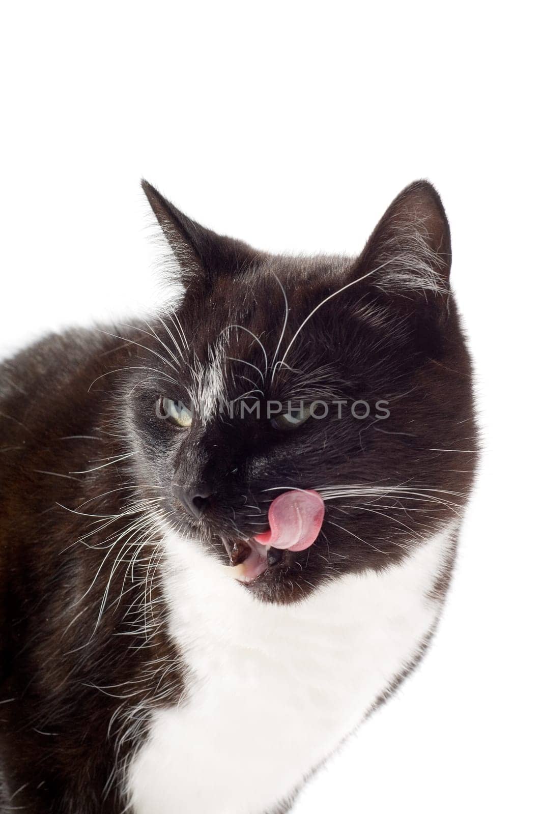 Black cat